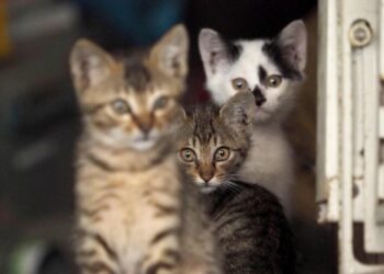 Gemmato, di nuovo disponibile in farmacie principio attivo contro peritonite dei gatti