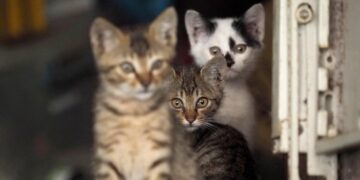 Gemmato, di nuovo disponibile in farmacie principio attivo contro peritonite dei gatti