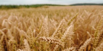 Guerra del grano tra Russia e Ucraina, l’Ue salva Kiev con +386% di importazioni