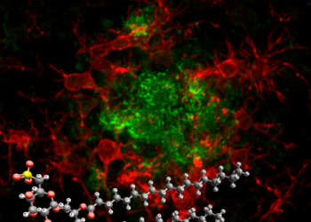 Alzheimer: una “molecola smart” del Cnr promette di rivoluzionare la terapia