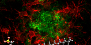 Alzheimer: una “molecola smart” del Cnr promette di rivoluzionare la terapia