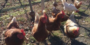 Cos’è l’influenza aviaria e quali sono i pericoli per l’uomo