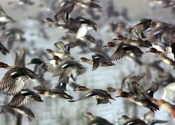 Caso di aviaria in un allevamento, soppressi 1.000 volatili in 12 ore